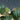 Nighttime jungle wallpaper with layered green foliage, palm trees, hidden deer, and birds set beneath a softly clouded starry sky.