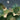 White cows and a bird rest in lush green foliage, surrounded by tropical leaves beneath a moonlit, starry night sky wallpaper design.
