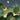 Wallpaper with four white oxen featuring red markings, nestled in lush foliage under a moonlit sky and surrounded by tropical plants.