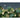 Nighttime jungle wallpaper design with lush green foliage, tall palms, crescent moon, birds above, and hidden white tigers among plants.