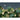 Nighttime jungle wallpaper with a cloudy sky, bright moon, green parrots in flight, and leopards resting among dense palms.