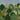 Wallpaper featuring rich green jungle foliage, tall palms, and monkeys scattered among leaves beneath a dusky blue sky with white stars.