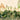 Lush botanical wallpaper design with a peacock among greenery, a monkey in tree branches, domed pavilion, and birds in a pale sky.