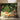 Panchayat: Pichwai Wallpaper With Mango Trees, Sacred Cow And Monkeys For Foyer Area