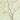 Delicate peony branches with pink blooms, white petals and lush leaves grace a pale green watercolor backdrop in a floral pattern.