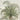 Elegant palm tree wallpaper with brown fruit clusters and a colorful bird in a soft, clouded sky. Lush tropical pattern.