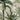 Tropical wallpaper pattern with lush green leaves and a vivid bird in flight, set on a light backdrop with faint leafy silhouettes.