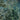 Wallpaper with layered green foliage and trees, intricate leaves, blue-teal background, soft light and subtle floral accents.