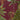 Lush botanical wallpaper in deep burgundy featuring stylized palm trees, large tropical leaves, and ornate gold-detailed foliage patterns.