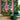 Polka-Prowl:Colorful Polka Dot Leopard Pattern With Vertical Stripes and Decorative Border Accents