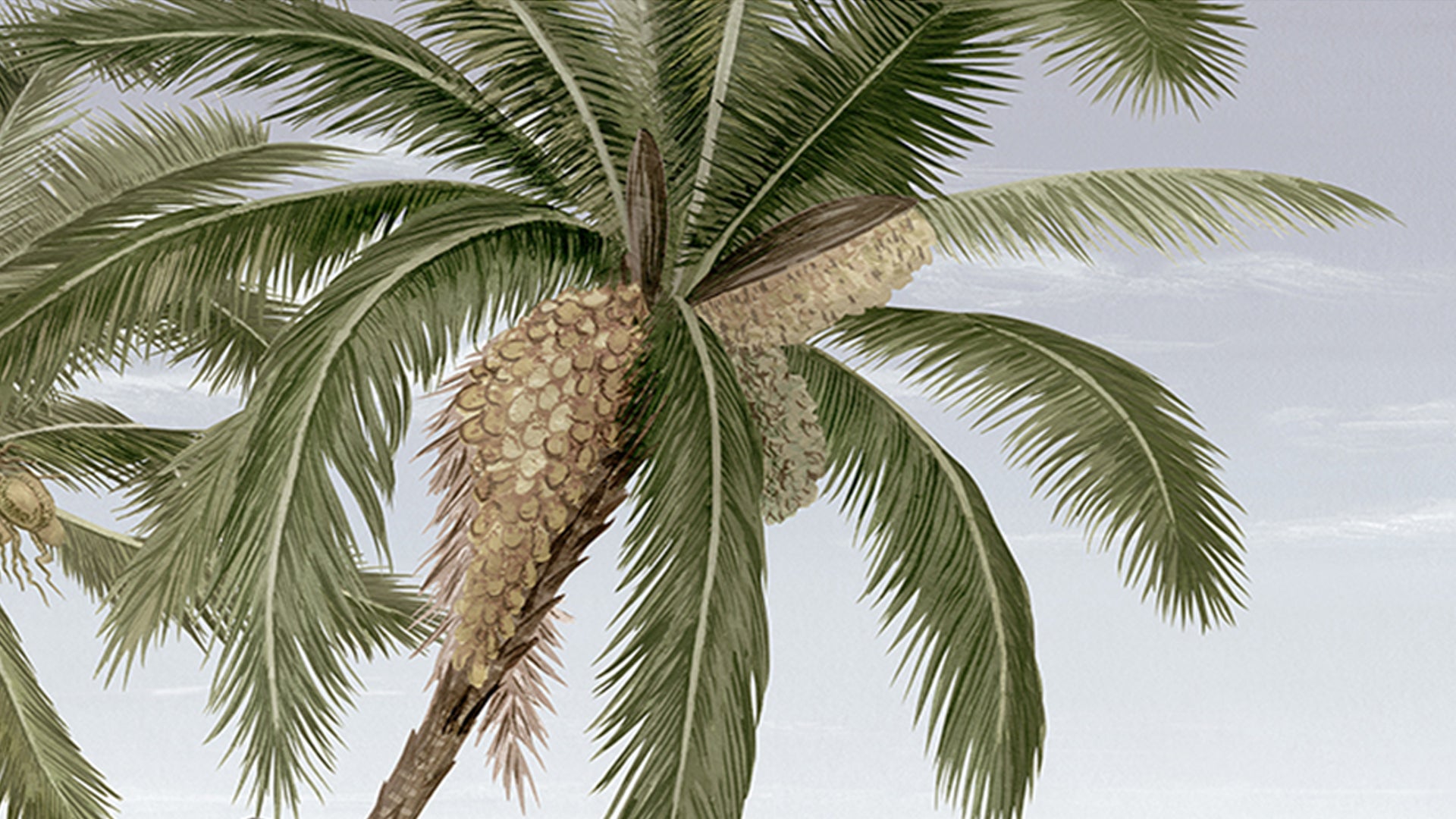 Wallpaper with monkey hanging on coconut tree-sample