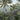 Lush jungle wallpaper design featuring capuchin monkeys, a black bird on green foliage, palm trees and misty mountains in the background.