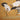 Graceful white cranes with black wings and red crowns form a subtle, flowing pattern on a golden-yellow mural backdrop.